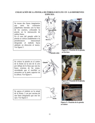 COLOCACIÓN DE LA PISTOLA DE ÉMBOLO OCULTO EN LAS DIFERENTES
                           ESPECIES.



Se trazan dos líneas imaginarias
que      unen     las   comisuras
palpebrales laterales con la base
de los cuernos, colocando la
pistola en la intersección de
ambas líneas.
En el caso del ganado cebú la
pistola se coloca caudalmente a la
protuberancia         intercornual
dirigiendo el émbolo hacia
adelante en dirección al morro.
Ver figura 3.                                           Tomado por PSG
                                           Figura 3.- Posición de la pistola
                                           en bovinos




Se coloca la pistola en el centro
de la frente en la raíz de la crin
por debajo de la línea que una las
bases externas de las orejas,
recordando que el encéfalo se
encuentra en la parte superior de
la cabeza. Ver figura 4.

                                                        Tomado por PSG
                                           Figura 4.- Posición de la pistola
                                           en equinos



Se apoya el émbolo en la mitad
de la frente, 2 cm por encima de
una línea imaginaria que une los
ojos. Ver figura 5.
                                                          Tomado por PSG

                                          Figura 5.- Posición de la pistola
                                          en suinos




                                     55
 