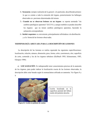 4.- Secuencia: siempre realizarla de lo general a lo particular, describiendo primero
           lo que es común a toda la extensión del órgano, posteriormente los hallazgos
          observados en porciones determinadas del mismo.
       5.- Cuando no se observan lesiones en un órgano: se reporta anotando "sin
            cambios patológicos aparentes" (S.C.P.A.), aunque también se pueden describir
            los órganos    que no tienen cambios patológicos aparentes, haciendo la
            aclaración correspondiente.
       6.- Incluir esquemas: es conveniente, principalmente refiriéndose a la distribución
           y a la forma de las lesiones observadas.


TERMINOLOGÍA ADECUADA PARA LA DESCRIPCIÓN DE LESIONES


    La descripción de las lesiones se realiza siguiendo las siguientes especificaciones:
localización, relación, número, dimensión, peso, forma, color, consistencia, olor, superficie
de corte, contenido y luz de los órganos tubulares (Kielbach 1983, Schunemann, 1985,
Gázquez 1988).


    a) LOCALIZACIÓN: Es indispensable tener conocimientos precisos de la anatomía
de los órganos, para poder indicar la localización exacta de las lesiones observadas, la
descripción debe estar basada según la nomenclatura utilizada en anatomía. Ver figura 8 y
9




                                                  Lesión localizada en la
                                                  superficie parietal del lóbulo
                                                  medio del pulmón derecho.




    Figura 8.- Lesión en pulmón de canino




                                             58
 