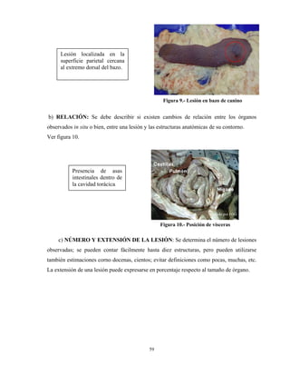 Lesión localizada en la
      superficie parietal cercana
      al extremo dorsal del bazo.



                                                                             Tomado por PSG
                                                   Figura 9.- Lesión en bazo de canino


b) RELACIÓN: Se debe describir si existen cambios de relación entre los órganos
observados in situ o bien, entre una lesión y las estructuras anatómicas de su contorno.
Ver figura 10.




           Presencia de asas
           intestinales dentro de
           la cavidad torácica.




                                                                        Tomado por FOG

                                                  Figura 10.- Posición de vísceras

     c) NÚMERO Y EXTENSIÓN DE LA LESIÓN: Se determina el número de lesiones
observadas; se pueden contar fácilmente hasta diez estructuras, pero pueden utilizarse
también estimaciones corno docenas, cientos; evitar definiciones como pocas, muchas, etc.
La extensión de una lesión puede expresarse en porcentaje respecto al tamaño de órgano.




                                             59
 