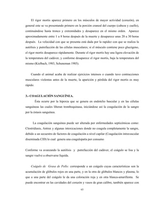 El rigor mortis aparece primero en los músculos de mayor actividad (corazón), en
general este se va presentando primero en la porción craneal del cuerpo (cabeza y cuello),
continuándose hasta tronco y extremidades y desaparece en el mismo orden. Aparece
aproximadamente entre 1 a 8 horas después de la muerte y desaparece unas 20 a 30 horas
después. La velocidad con que se presenta está dada por la rapidez con que se realiza la
autólisis y putrefacción de las células musculares; si el músculo contiene poco glucógeno,
el rigor mortis desaparece rápidamente. Durante el rigor mortis hay una ligera elevación de
la temperatura del cadáver, y conforme desaparece el rigor mortis, baja la temperatura del
mismo (Kielbach, 1983, Schuneman 1985).


    Cuando el animal acaba de realizar ejercicios intensos o cuando tuvo contracciones
musculares violentas antes de la muerte, la aparición y pérdida del rigor mortis es muy
rápido.


3.- COAGULACIÓN SANGUÍNEA.
          Ésta ocurre por la hipoxia que se genera en endotelio bascular y en las células
sanguíneas las cuales liberan tromboquinasa, iniciándose así la coagulación de la sangre
por la éstasis sanguínea.


      La coagulación sanguínea puede ser alterada por enfermedades septicémicas como:
Clostridiasis, Antrax y algunas intoxicaciones donde no coagula completamente la sangre,
debido a un secuestro de factores de coagulación a nivel capilar (Coagulación intravascular
diseminada CID) lo cual genera una coagulopatía por consumo


Conforme va avanzando la autólisis y putrefacción del cadáver, el coágulo se lisa y la
sangre vuelve a observarse líquida.


    Coágulo de Grasa de Pollo: corresponde a un coágulo cuyas características son la
acumulación de glóbulos rojos en una parte, y en la otra de glóbulos blancos y plasma, lo
que a una parte del coágulo le da una coloración roja y en otra blanca-amarillenta. Se
puede encontrar en las cavidades del corazón y vasos de gran calibre, también aparece con

                                             65
 