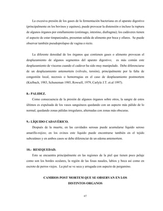 La excesiva presión de los gases de la fermentación bacteriana en el aparato digestivo
(principalmente en los bovinos y equinos), puede provocar la distensión o incluso la ruptura
de algunos órganos por estallamiento (estómago, intestino, diafragma); los cadáveres tienen
el aspecto de estar timpanizados, presentan salida de alimento por boca y ollares. Se puede
observar también pseudoprolapso de vagina o recto.


    La diferente densidad de los órganos que contienen gases o alimento provocan el
desplazamiento de algunos segmentos del aparato digestivo;            es más común este
desplazamiento de vísceras cuando el cadáver ha sido muy manipulado. Debe diferenciarse
de un desplazamiento antemortern (vólvulo, torsión), principalmente por la falta de
congestión local, necrosis o hemorragias en el caso de desplazamiento postmortem
(Kielbach, 1983, Schuneman 1985, Rowsell, 1979, Carlyle J.T. et.al 1997).


8.- PALIDEZ.
    Como consecuencia de la presión de algunos órganos sobre otros, la sangre de estos
últimos es expulsada de los vasos sanguíneos quedando con un aspecto más pálido de lo
normal, quedando zonas pálidas irregulares, alternadas con zonas más obscuras.


9.- LÍQUIDO CADAVÉRICO.
    Después de la muerte, en las cavidades serosas puede acumularse líquido seroso
amarillo-rojizo; en los ovinos este líquido puede encontrarse también en el tejido
subcutáneo y en ambos casos se debe diferenciar de un edema antemortem.


10.- RESEQUEDAD.
    Esto se encuentra principalmente en las regiones de la piel que tienen poco pelaje
como son los bordes oculares, la región de las fosas nasales, labios y boca así como en
escroto de perros viejos. La piel se ve seca y arrugada con aspecto de pergamino.


             CAMBIOS POST MORTEM QUE SE OBSERVAN EN LOS
                                DISTINTOS ORGANOS


                                            67
 