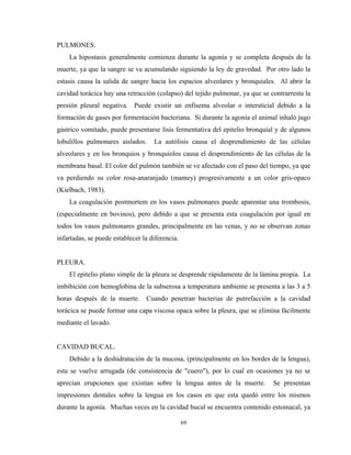 PULMONES.
    La hipostasis generalmente comienza durante la agonía y se completa después de la
muerte, ya que la sangre se va acumulando siguiendo la ley de gravedad. Por otro lado la
estasis causa la salida de sangre hacia los espacios alveolares y bronquiales. Al abrir la
cavidad torácica hay una retracción (colapso) del tejido pulmonar, ya que se contrarresta la
presión pleural negativa. Puede existir un enfisema alveolar o intersticial debido a la
formación de gases por fermentación bacteriana. Si durante la agonía el animal inhaló jugo
gástrico vomitado, puede presentarse lisis fermentativa del epitelio bronquial y de algunos
lobulillos pulmonares aislados.     La autólisis causa el desprendimiento de las células
alveolares y en los bronquios y bronquiolos causa el desprendimiento de las células de la
membrana basal. El color del pulmón también se ve afectado con el paso del tiempo, ya que
va perdiendo su color rosa-anaranjado (mamey) progresivamente a un color gris-opaco
(Kielbach, 1983).
    La coagulación postmortem en los vasos pulmonares puede aparentar una trombosis,
(especialmente en bovinos), pero debido a que se presenta esta coagulación por igual en
todos los vasos pulmonares grandes, principalmente en las venas, y no se observan zonas
infartadas, se puede establecer la diferencia.


PLEURA.
    El epitelio plano simple de la pleura se desprende rápidamente de la lámina propia. La
imbibición con hemoglobina de la subserosa a temperatura ambiente se presenta a las 3 a 5
horas después de la muerte. Cuando penetran bacterias de putrefacción a la cavidad
torácica se puede formar una capa viscosa opaca sobre la pleura, que se elimina fácilmente
mediante el lavado.


CAVIDAD BUCAL.
    Debido a la deshidratación de la mucosa, (principalmente en los bordes de la lengua),
esta se vuelve arrugada (de consistencia de "cuero"), por lo cual en ocasiones ya no se
aprecian erupciones que existían sobre la lengua antes de la muerte.          Se presentan
impresiones dentales sobre la lengua en los casos en que esta quedó entre los mismos
durante la agonía. Muchas veces en la cavidad bucal se encuentra contenido estomacal, ya

                                                 69
 
