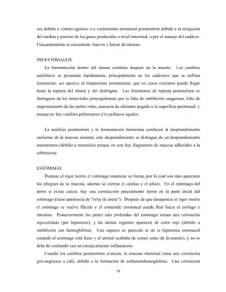 sea debido a vómito agónico o a vaciamiento estomacal postmortem debido a la relajación
del cardias y presión de los gases producidos a nivel intestinal, o por el manejo del cadáver.
Frecuentemente se encuentran huevos y larvas de moscas.


PREESTÓMAGOS.
    La fermentación dentro del rúmen continúa después de la muerte.             Los cambios
autolíticos se presentan rápidamente, principalmente en los cadáveres que se enfrían
lentamente, así aparece el timpanismo postmortem, que en casos extremos puede llegar
hasta la ruptura del rúmen y del diafragma. Los fenómenos de ruptura postmortem se
distinguen de los intravitales principalmente por la falta de imbibición sanguínea, falta de
engrosamiento de las partes rotas, ausencia de alimento pegado a la superficie peritoneal, y
porque no hay cambios pulmonares y/o cardiacos agudos.


    La autólisis postmortem y la fermentación bacteriana conducen al desprendimiento
uniforme de la mucosa ruminal, este desprendimiento se distingue de un desprendimiento
antemortem (debido a rumenitis) porque en este hay fragmentos de mucosa adheridos a la
submucosa.


ESTÓMAGO.
    Durante el rigor mortis el estómago mantiene su forma, por lo cual son más aparentes
los pliegues de la mucosa, además se cierran el cardias y el píloro. En el estómago del
perro si existe calcio, hay una contracción parcialmente fuerte en la parte distal del
estómago (tiene apariencia de "reloj de arena"). Después de que desaparece el rigor mortis
el estómago se vuelve flácido y el contenido estomacal puede fluir hacia el esófago e
intestino. Posteriormente las partes más profundas del estómago toman una coloración
rojo-azulada (por hipostasis), y las demás regiones aparecen de color rojo (debido a
imbibición con hemoglobina). Este aspecto es parecido al de la hiperemia estomacal
(cuando el estómago está lleno y el animal acababa de comer antes de la muerte), y no se
debe de confundir con un enrojecimiento inflamatorio.
    Cuando los cambios postmortem avanzan, la mucosa intestinal toma una coloración
gris-negruzca o café, debido a la formación de sulfametahemoglobina. Una coloración

                                             70
 
