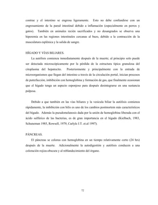 contrae y el intestino se engrosa ligeramente.        Esto no debe confundirse con un
engrosamiento de la pared intestinal debido a inflamación (especialmente en perros y
gatos).    También en animales recién sacrificados y no desangrados se observa una
hiperemia en las regiones intestinales cercanas al bazo, debido a la contracción de la
musculatura esplénica y la salida de sangre.


HÍGADO Y VÍAS BILIARES.
    La autólisis comienza inmediatamente después de la muerte; al principio solo puede
ser detectada microscópicamente por la pérdida de la estructura típica granulosa del
citoplasma del hepatocito.       Posteriormente y principalmente con la entrada de
microorganismos que llegan del intestino a través de la circulación portal, inician procesos
de putrefacción, imbibición con hemoglobina y formación de gas, que finalmente ocasionan
que el hígado tenga un aspecto esponjoso para después desintegrarse en una sustancia
pulposa.


    Debido a que también en las vías biliares y la vesícula biliar la autólisis comienza
rápidamente, la imbibición con bilis es uno de los cambios postmortem más característicos
del hígado. Además la pseudomelanosis dada por la unión de hemoglobina liberada con el
ácido sulfúrico de las bacterias, es de gran importancia en el hígado (Kielbach, 1983,
Schuneman 1985, Rowsell, 1979, Carlyle J.T. et.al 1997).


PÁNCREAS.
    El páncreas se colorea con hemoglobina en un tiempo relativamente corto (24 hrs)
después de la muerte.      Adicionalmente la autodigestión y autólisis conducen a una
coloración rojiza-obscura y al reblandecimiento del órgano.




                                               72
 
