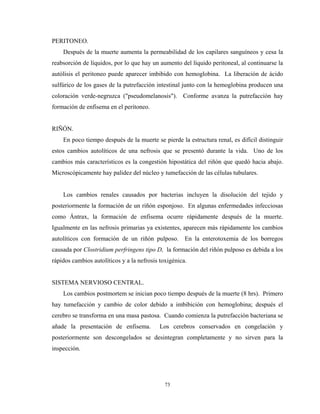 PERITONEO.
    Después de la muerte aumenta la permeabilidad de los capilares sanguíneos y cesa la
reabsorción de líquidos, por lo que hay un aumento del líquido peritoneal, al continuarse la
autólisis el peritoneo puede aparecer imbibido con hemoglobina. La liberación de ácido
sulfúrico de los gases de la putrefacción intestinal junto con la hemoglobina producen una
coloración verde-negruzca ("pseudomelanosis"). Conforme avanza la putrefacción hay
formación de enfisema en el peritoneo.


RIÑÓN.
    En poco tiempo después de la muerte se pierde la estructura renal, es difícil distinguir
estos cambios autolíticos de una nefrosis que se presentó durante la vida. Uno de los
cambios más característicos es la congestión hipostática del riñón que quedó hacia abajo.
Microscópicamente hay palidez del núcleo y tumefacción de las células tubulares.


    Los cambios renales causados por bacterias incluyen la disolución del tejido y
posteriormente la formación de un riñón esponjoso. En algunas enfermedades infecciosas
como Ántrax, la formación de enfisema ocurre rápidamente después de la muerte.
Igualmente en las nefrosis primarias ya existentes, aparecen más rápidamente los cambios
autolíticos con formación de un riñón pulposo. En la enterotoxemia de los borregos
causada por Clostridium perfringens tipo D, la formación del riñón pulposo es debida a los
rápidos cambios autolíticos y a la nefrosis toxigénica.


SISTEMA NERVIOSO CENTRAL.
    Los cambios postmortem se inician poco tiempo después de la muerte (8 hrs). Primero
hay tumefacción y cambio de color debido a imbibición con hemoglobina; después el
cerebro se transforma en una masa pastosa. Cuando comienza la putrefacción bacteriana se
añade la presentación de enfisema.         Los cerebros conservados en congelación y
posteriormente son descongelados se desintegran completamente y no sirven para la
inspección.




                                              73
 