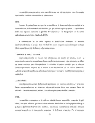 Los cambios macroscópicos son precedidos por los microscópicos, entre los cuales
destacan los cambios estructurales de las neuronas.


OJO.
    Después de pocas horas se aprecia un cambio en la forma del ojo esto debido a la
deshidratación de la superficie de la córnea, ya que vuelve rugosa y opaca. La pérdida de
todos los líquidos, ocasiona la pérdida de turgencia y        la desaparición de la forma
redondeada característica (Kielbach, 1983).


    A comparación de los otros órganos la putrefacción bacteriana se presenta
relativamente tarde en el ojo. Por otro lado los sacos conjuntivales constituyen un lugar
ideal para el desarrollo de huevos y larvas de mosca.


TIROIDES Y PARATIROIDES.
    Macroscópicamente se pueden ver alteraciones en cuanto al tamaño, color                y
consistencia, pero si se sospecha de alguna patología relacionada a estas glándulas se deben
de tomar muestras para histopatología. La tiroides el primer cambio que se observa
Microscópicamente después de la muerte es la descamación de las células epiteliales.
Además el coloide cambia sus afinidades tintoriales y se vuelve basófilo (normalmente es
acidófilo).


ADRENALES.
    Inmediatamente después de la muerte comienzan los cambios autolíticos, y a las seis
horas aproximadamente se observan microscópicamente áreas que parecen focos de
necrosis. La médula se torna pastosa y las células pierden su afinidad cromática.


PIEL.
    Los cambios postmortem en la piel son más fácilmente apreciables en cerdos de piel
clara y en aves, mientras que en los otros animales domésticos la fuerte pigmentación y el
pelaje no permiten observar estos cambios. La palidez cadavérica se empieza a apreciar
durante la agonía por la baja presión sanguínea y la deficiente irrigación. Por la hipostasis

                                              74
 