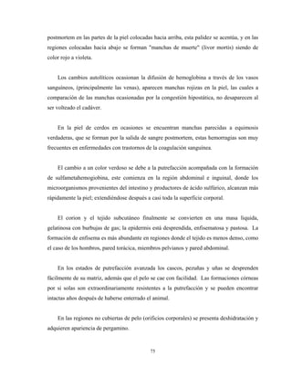 postmortem en las partes de la piel colocadas hacia arriba, esta palidez se acentúa, y en las
regiones colocadas hacia abajo se forman "manchas de muerte" (livor mortis) siendo de
color rojo a violeta.


    Los cambios autolíticos ocasionan la difusión de hemoglobina a través de los vasos
sanguíneos, (principalmente las venas), aparecen manchas rojizas en la piel, las cuales a
comparación de las manchas ocasionadas por la congestión hipostática, no desaparecen al
ser volteado el cadáver.


    En la piel de cerdos en ocasiones se encuentran manchas parecidas a equimosis
verdaderas, que se forman por la salida de sangre postmortem, estas hemorragias son muy
frecuentes en enfermedades con trastornos de la coagulación sanguínea.


    El cambio a un color verdoso se debe a la putrefacción acompañada con la formación
de sulfametahemogiobina, este comienza en la región abdominal e inguinal, donde los
microorganismos provenientes del intestino y productores de ácido sulfúrico, alcanzan más
rápidamente la piel; extendiéndose después a casi toda la superficie corporal.


    El corion y el tejido subcutáneo finalmente se convierten en una masa liquida,
gelatinosa con burbujas de gas; la epidermis está desprendida, enfisematosa y pastosa. La
formación de enfisema es más abundante en regiones donde el tejido es menos denso, como
el caso de los hombros, pared torácica, miembros pelvianos y pared abdominal.


    En los estados de putrefacción avanzada los cascos, pezuñas y uñas se desprenden
fácilmente de su matriz, además que el pelo se cae con facilidad. Las formaciones córneas
por si solas son extraordinariamente resistentes a la putrefacción y se pueden encontrar
intactas años después de haberse enterrado el animal.


    En las regiones no cubiertas de pelo (orificios corporales) se presenta deshidratación y
adquieren apariencia de pergamino.


                                             75
 
