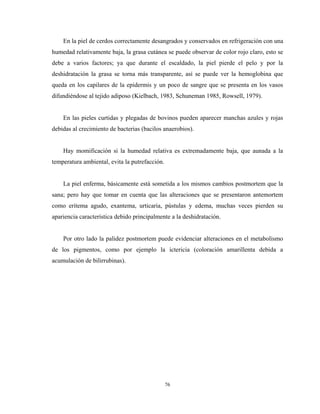 En la piel de cerdos correctamente desangrados y conservados en refrigeración con una
humedad relativamente baja, la grasa cutánea se puede observar de color rojo claro, esto se
debe a varios factores; ya que durante el escaldado, la piel pierde el pelo y por la
deshidratación la grasa se torna más transparente, así se puede ver la hemoglobina que
queda en los capilares de la epidermis y un poco de sangre que se presenta en los vasos
difundiéndose al tejido adiposo (Kielbach, 1983, Schuneman 1985, Rowsell, 1979).


    En las pieles curtidas y plegadas de bovinos pueden aparecer manchas azules y rojas
debidas al crecimiento de bacterias (bacilos anaerobios).


    Hay momificación si la humedad relativa es extremadamente baja, que aunada a la
temperatura ambiental, evita la putrefacción.


    La piel enferma, básicamente está sometida a los mismos cambios postmortem que la
sana; pero hay que tomar en cuenta que las alteraciones que se presentaron antemortem
como eritema agudo, exantema, urticaria, pústulas y edema, muchas veces pierden su
apariencia característica debido principalmente a la deshidratación.


    Por otro lado la palidez postmortem puede evidenciar alteraciones en el metabolismo
de los pigmentos, como por ejemplo la ictericia (coloración amarillenta debida a
acumulación de bilirrubinas).




                                                76
 