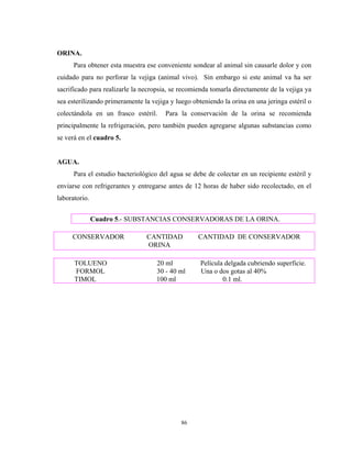 ORINA.
      Para obtener esta muestra ese conveniente sondear al animal sin causarle dolor y con
cuidado para no perforar la vejiga (animal vivo). Sin embargo si este animal va ha ser
sacrificado para realizarle la necropsia, se recomienda tomarla directamente de la vejiga ya
sea esterilizando primeramente la vejiga y luego obteniendo la orina en una jeringa estéril o
colectándola en un frasco estéril.     Para la conservación de la orina se recomienda
principalmente la refrigeración, pero también pueden agregarse algunas substancias como
se verá en el cuadro 5.


AGUA.
      Para el estudio bacteriológico del agua se debe de colectar en un recipiente estéril y
enviarse con refrigerantes y entregarse antes de 12 horas de haber sido recolectado, en el
laboratorio.


               Cuadro 5.- SUBSTANCIAS CONSERVADORAS DE LA ORINA.

     CONSERVADOR                CANTIDAD           CANTIDAD DE CONSERVADOR
                                ORINA

      TOLUENO                       20 ml           Película delgada cubriendo superficie.
      FORMOL                        30 - 40 ml      Una o dos gotas al 40%
      TIMOL                         100 ml                  0.1 ml.




                                             86
 