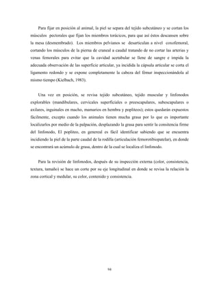 Para fijar en posición al animal, la piel se separa del tejido subcutáneo y se cortan los
músculos pectorales que fijan los miembros torácicos, para que así éstos descansen sobre
la mesa (desmembrado). Los miembros pelvianos se desarticulan a nivel coxofemoral,
cortando los músculos de la pierna de craneal a caudal tratando de no cortar las arterias y
venas femorales para evitar que la cavidad acetabular se llene de sangre e impida la
adecuada observación de las superficie articular, ya incidida la cápsula articular se corta el
ligamento redondo y se expone completamente la cabeza del fémur inspeccionándola al
mismo tiempo (Kielbach, 1983).


    Una vez en posición, se revisa tejido subcutáneo, tejido muscular y linfonodos
explorables (mandibulares, cervicales superficiales o preescapulares, subescapulares o
axilares, inguinales en macho, mamarios en hembra y popliteos); estos quedarán expuestos
fácilmente, excepto cuando los animales tienen mucha grasa por lo que es importante
localizarlos por medio de la palpación, desplazando la grasa para sentir la consitencia firme
del linfonodo, El popliteo, en genereal es fácil identificar sabiendo que se encuentra
incidiendo la piel de la parte caudal de la rodilla (articulación femorotibiopatelar), en donde
se encontrará un acúmulo de grasa, dentro de la cual se localiza el linfonodo.


    Para la revisión de linfonodos, después de su inspección externa (color, consistencia,
textura, tamaño) se hace un corte por su eje longitudinal en donde se revisa la relación la
zona cortical y medular, su color, contenido y consistencia.




                                              94
 