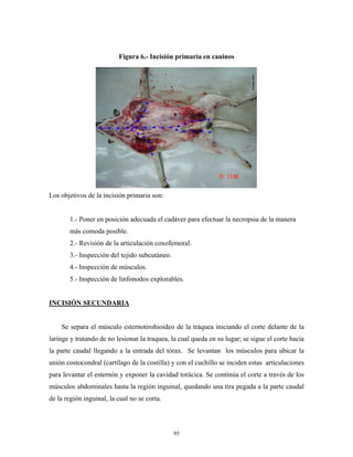 Figura 6.- Incisión primaria en caninos




Los objetivos de la incisión primaria son:


       1.- Poner en posición adecuada el cadáver para efectuar la necropsia de la manera
       más comoda posible.
       2.- Revisión de la articulación coxofemoral.
       3.- Inspección del tejido subcutáneo.
       4.- Inspección de músculos.
       5.- Inspección de linfonodos explorables.


INCISIÓN SECUNDARIA


    Se separa el músculo esternotirohioideo de la tráquea iniciando el corte delante de la
laringe y tratando de no lesionar la traquea, la cual queda en su lugar; se sigue el corte hacia
la parte caudal llegando a la entrada del tórax. Se levantan los músculos para ubicar la
unión costocondral (cartílago de la costilla) y con el cuchillo se inciden estas articulaciones
para levantar el esternón y exponer la cavidad torácica. Se continúa el corte a través de los
músculos abdominales hasta la región inguinal, quedando una tira pegada a la parte caudal
de la región inguinal, la cual no se corta.




                                               95
 