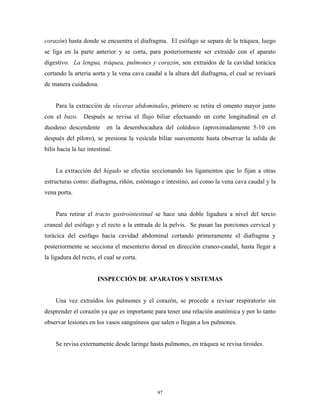 corazón) hasta donde se encuentra el diafragma. El esófago se separa de la tráquea, luego
se liga en la parte anterior y se corta, para posteriormente ser extraído con el aparato
digestivo. La lengua, tráquea, pulmones y corazón, son extraídos de la cavidad torácica
cortando la arteria aorta y la vena cava caudal a la altura del diafragma, el cual se revisará
de manera cuidadosa.


     Para la extracción de vísceras abdominales, primero se retira el omento mayor junto
con el bazo. Después se revisa el flujo biliar efectuando un corte longitudinal en el
duodeno descendente        en la desembocadura del colédoco (aproximadamente 5-10 cm
después del píloro), se presiona la vesícula biliar suavemente hasta observar la salida de
bilis hacia la luz intestinal.


     La extracción del hígado se efectúa seccionando los ligamentos que lo fijan a otras
estructuras como: diafragma, riñón, estómago e intestino, así como la vena cava caudal y la
vena porta.


     Para retirar el tracto gastrointestinal se hace una doble ligadura a nivel del tercio
craneal del esófago y el recto a la entrada de la pelvis. Se pasan las porciones cervical y
torácica del esófago hacia cavidad abdominal cortando primeramente el diafragma y
posteriormente se secciona el mesenterio dorsal en dirección craneo-caudal, hasta llegar a
la ligadura del recto, el cual se corta.


                       INSPECCIÓN DE APARATOS Y SISTEMAS


     Una vez extraídos los pulmones y el corazón, se procede a revisar respiratorio sin
desprender el corazón ya que es importante para tener una relación anatómica y por lo tanto
observar lesiones en los vasos sanguíneos que salen o llegan a los pulmones.


     Se revisa externamente desde laringe hasta pulmones, en tráquea se revisa tiroides.




                                             97
 
