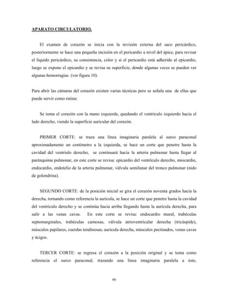APARATO CIRCULATORIO.


    El examen de corazón se inicia con la revisión externa del saco pericárdico,
posteriormente se hace una pequeña incisión en el pericardio a nivel del ápice, para revisar
el líquido pericárdico, su consistencia, color y si el pericardio está adherido al epicardio,
luego se expone el epicardio y se revisa su superficie, donde algunas veces se pueden ver
algunas hemorragias (ver figura 10).


Para abrir las cámaras del corazón existen varias técnicas pero se señala una de ellas que
puede servir como rutina:


    Se toma el corazón con la mano izquierda, quedando el ventrículo izquierdo hacia el
lado derecho, viendo la superficie auricular del corazón.


    PRIMER CORTE: se traza una línea imaginaria paralela al surco paraconal
aproximadamente un centímetro a la izquierda, se hace un corte que penetre hasta la
cavidad del ventríulo derecho, se continuará hacia la arteria pulmonar hasta llegar al
parénquima pulmonar, en este corte se revisa: epicardio del ventrículo derecho, miocardio,
endocardio, endotelio de la arteria pulmonar, válvula semilunar del tronco pulmonar (nido
de golondrina).


    SEGUNDO CORTE: de la posición inicial se gira el corazón noventa grados hacia la
derecha, tornando como referencia la aurícula, se hace un corte que penetre hasta la cavidad
del ventrículo derecho y se continúa hacia arriba llegando hasta la aurícula derecha, para
salir a las venas cavas.       En este corte se revisa: endocardio mural, trabéculas
septomarginales, trabéculas carnosas, válvula atrioventricular derecha (tricúspide),
músculos papilares, cuerdas tendinosas; aurícula derecha, músculos pectinados, venas cavas
y ácigos.


    TERCER CORTE: se regresa el corazón a la posición original y se toma como
referencia el surco paraconal, trazando una línea imaginaria paralela a éste,



                                             99
 