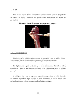 2.- BAZO


    En el bazo se revisan algunas características como son: forma, volumen, el aspecto de
la cápsula, sus bordes, igualmente se realizan cortes transversales para revisar el
parénquima.

               Figura 11.- Inspección bazo (cortes transversales de bazo)




APARATO DIGESTIVO.


    Para la inspección del tracto gastrointestinal se sigue como rutina la revisión exterior
de mesenterios, linfonodos mesentéricos, páncreas y cada segmento intestinal.


    En el páncreas se separa del duodeno, se revisa externamente checando su color,
consistencia y aspecto, posteriormente se hacen varios cortes transversales en todo el
parénquima.


    El esófago se abre a todo lo largo hasta llegar al estómago, el cual se incide siguiendo
su curvatura mayor hasta llegar al píloro, se retira el contenido, se lava la mucosa y se
revisan las diferentes regiones gástrícas (cárdica, fúndica y pilórica).




                                              101
 