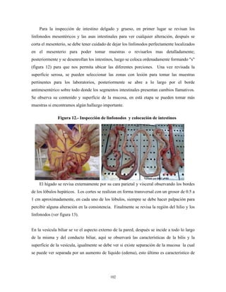 Para la inspección de intestino delgado y grueso, en primer lugar se revisan los
linfonodos mesentéricos y las asas intestinales para ver cualquier alteración, después se
corta el mesenterio, se debe tener cuidado de dejar los linfonodos perfectamente localizados
en el mesenterio para poder tomar muestras o revisarlos mas detalladamente;
posteriormente y se desenrollan los intestinos, luego se coloca ordenadamente formando "s"
(figura 12) para que nos permita ubicar las diferentes porciones. Una vez revisada la
superficie serosa, se pueden seleccionar las zonas con lesión para tomar las muestras
pertinentes para los laboratorios, posteriormente se abre a lo largo por el borde
antimesentérico sobre todo donde los segmentos intestinales presentan cambios llamativos.
Se observa su contenido y superficie de la mucosa, en está etapa se pueden tomar más
muestras si encontramos algún hallazgo importante.

               Figura 12.- Inspección de linfonodos y colocación de intestinos




    El hígado se revisa externamente por su cara parietal y visceral observando los bordes
de los lóbulos hepáticos. Los cortes se realizan en forma transversal con un grosor de 0.5 a
1 cm aproximadamente, en cada uno de los lóbulos, siempre se debe hacer palpación para
percibir alguna alteración en la consistencia. Finalmente se revisa la región del hilio y los
linfonodos (ver figura 13).


En la vesícula biliar se ve el aspecto externo de la pared, después se incide a todo lo largo
de la misma y del conducto biliar, aquí se observará las características de la bilis y la
superficie de la vesícula, igualmente se debe ver si existe separación de la mucosa la cual
se puede ver separada por un aumento de líquido (edema), esto último es característico de




                                            102
 