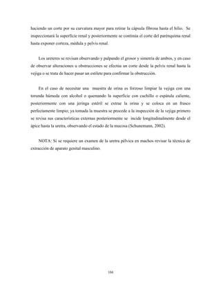 haciendo un corte por su curvatura mayor para retirar la cápsula fibrosa hasta el hilio. Se
inspeccionará la superficie renal y posteriormente se continúa el corte del parénquima renal
hasta exponer corteza, médula y pelvis renal.


    Los ureteres se revisan observando y palpando el grosor y simetría de ambos, y en caso
de observar alteraciones u obstrucciones se efectúa un corte desde la pelvis renal hasta la
vejiga o se trata de hacer pasar un estilete para confirmar la obstrucción.


    En el caso de necesitar una muestra de orina es forzoso limpiar la vejiga con una
torunda húmeda con alcohol o quemando la superficie con cuchillo o espátula caliente,
posteriormente con una jeringa estéril se extrae la orina y se coloca en un frasco
perfectamente limpio; ya tomada la muestra se procede a la inspección de la vejiga primero
se revisa sus características externas posteriormente se incide longitudinalmente desde el
ápice hasta la uretra, observando el estado de la mucosa (Schunemann, 2002).


    NOTA: Si se requiere un examen de la uretra pélvica en machos revisar la técnica de
extracción de aparato genital masculino.




                                              104
 