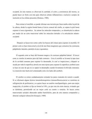 occipital, de ésta manera se observará la cantidad, el color y consistencia del mismo, se
puede hacer un frotis con éste para observar células inflamatorias e inclusive cuerpos de
inclusión en las células presentes (Stratuss, 1988).


    Para extraer el encéfalo, se puede efectuar una incisión por línea media sobre la piel de
la cabeza, desde la región frontal hasta el tercio craneal del cuello, se separa la piel hasta
exponer el arco cigomático. Se retiran los músculos temporales y se desarticula la cabeza
por medio de un corte transversal sobre los músculos dorsales a la articulación atlanto-
occipital.


      Después se hacen tres cortes sobre los huesos del cráneo para exponer el encéfalo. El
primer corte se hace transversal a nivel de una línea imaginaria que comunica las comisuras
palpebrales laterales, paralelo al arco cigomático.


    El segundo corte se hace del foramen magno a la comisura palpebral lateral. El tercer
corte es similar al anterior pero del lado contrario. Con el cuchillo se levanta la tapa ósea
de la cavidad craneana para exponer la duramadre, la cual se inspecciona y después se
incide por toda la superficie dorsal con unas tijeras para exponer la superficie cerebral (esto
se hace en caso de que no se separe la duramadre cuando levantamos la bóveda craneana).
La inserción más fuerte de la duramadre está a los lados del cerebelo.


    El cerebro se extrae cuidadosamente cortando los pares craneales de rostral a caudal.
Si se efectuará alguna técnica inmunohistoquímica (inmunofluorescencia) se remitiran en
refrigeración de preferencia y se quiere hacer un analisis morfopatológico, para una mejor
inspección, el cerebro se fija en formol al 10%, ya que esto da cierta dureza, evitando que
se desbarate, permitiendo así un mejor corte en cuanto a simetría. Se hacen cortes
transversales seriados abarcando ambos hemisferios, para de esta manera compararlos y
detectar cualquier alteración (Gazquez, 1988).




                                              108
 
