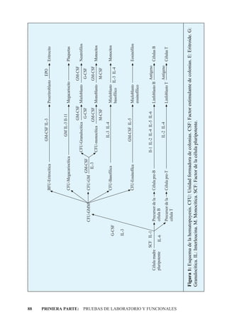 88
                                                                                                                                       GM-CSF˙IL-3                               EPO
                                                                                                           BFU-Eritrocítica                                   Proeritroblasto            Eritrocito


                                                                                                                                          GM˙IL-3 Il-11
                                                                                                           CFU-Megacariocítica                                Megacariocito              Plaquetas

                                                                                                                                                     GM-CSF                   GM-CSF
                                                                                                                                 CFU-Granulocítica            Mieloblasto                Neutrófilos
                                                                                                                     GM-CSF                           G-CSF                     G-CSF
                                                                                         CFU-GMM           CFU-GM
                                                                                                                      IL-3                           GM-CSF                   GM-CSF
                                                                                                                                 CFU-monocítica               Monoblasto                 Monocitos
                                                                                                                                                     M-CSF                      M-CSF
                                                                                                                                         IL-3 IL-4
                                                                                                           CFU-Basofílica                                     Mieloblasto                Monocitos
                                                                                 G-CSF
                                                                                                                                                              basofílico IL-3 IL-4
                                                                                 IL-3
                                                                                                                                       GM-CSF IL-5
                                                                                                           CFU-Eosinofílca                                    Mieloblasto                Eosinófilos
                                                                                                                                                              eosinofílico

                                                                            SCF IL-1                                             Il-1 IL-2 IL-4 IL-5 IL-6                     Antígeno
                                                             Célula madre                Precursor de la   Célula pre-B                                       Linfoblasto B              Células B
                                                             pluripotente     IL-6       célula B
                                                                                                                                         IL-2 IL-4                            Antígeno
                                                                                         Precursor de la   Célula pre-T                                       Linfoblasto T              Células T
                                                                                         célula T




PRIMERA PARTE: PRUEBAS DE LABORATORIO Y FUNCIONALES
                                                      Figura 1: Esquema de la hematopoyesis. CFU: Unidad formadora de colonias. CSF: Factor estimulante de colonias. E: Eritroide. G:
                                                      Granulocítica. IL: Interleucina. M. Monocítica. SCF: Factor de la célula pluripotente.
 