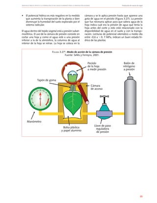 Manuales FIA de APOYO A LA FORMACIÓN DE RECURSOS HUMANOS PARA LA INNOVACIÓN AGRARIA		 Producción de nueces de nogal
35
•	 El potencial hídrico es más negativo en la medida
que aumenta la transpiración de la planta o bien
disminuye la humedad del suelo explorado por el
sistema radicular.
El agua dentro del tejido vegetal está a presión subat-
mosférica. El uso de la cámara de presión consiste en
cortar una hoja y como el agua está a una presión
inferior a la de la atmósfera, la columna de agua al
interior de la hoja se retrae. La hoja se coloca en la
cámara y se le aplica presión hasta que aparece una
gota de agua en el pecíolo (Figura 3.27). La presión
que fue necesaria aplicar para que saliera agua de la
hoja indica cuál era la presión de agua que tenía la
hoja antes del corte y esto está relacionado con la
disponibilidad de agua en el suelo y con la transpi-
ración. Lecturas de potencial xilemático a medio día
entre -0,6 a ´- 0, 7 MPa, indican un buen estado hí-
drico de las plantas
Manómetro
Tapón de goma
Bolsa plástica
y papel aluminio
Llave de paso
reguladora
de presión
Balón de
nitrógeno
a presión
Pecíolo
de la hoja
a medir presión
Cámara
de acceso
Figura 3.274
. Modo de acción de la cámara de presión
Fuente: Sellés y Ferreyra, 2001.
 