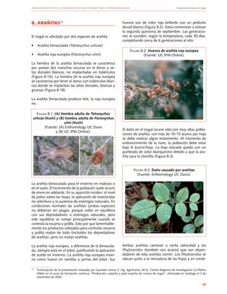 Manuales FIA de APOYO A LA FORMACIÓN DE RECURSOS HUMANOS PARA LA INNOVACIÓN AGRARIA		 Producción de nueces de nogal
49
8. ARAÑITAS12
El nogal es afectado por dos especies de arañita:
•	 Arañita bimaculada (Tetranychus urticae)
•	 Arañita roja europea (Panonychus ulmi)
La hembra de la arañita bimaculada se caracteriza
por poseer dos manchas oscuras en el dorso y se-
tas dorsales blancas, no implantadas en tubérculos
(Figura 8.1A). La hembra de la arañita roja europea
se caracteriza por tener el dorso con tubérculos blan-
cos donde se implantan las setas dorsales, blancas y
gruesas (Figura 8.1B).
La arañita bimaculada produce tela, la roja europea
no.
La arañita bimaculada pasa el invierno en malezas o
en el suelo. El incremento de la población suele ocurrir
de enero en adelante. En su aparición inciden: el nivel
de polvo sobre las hojas, la aplicación de insecticidas
no selectivos y la ausencia de enemigos naturales. En
condiciones normales las arañitas (ambas especies)
no debieran ser plagas, porque están en equilibrio
con sus depredadores o enemigos naturales, pero
este equilibrio se rompe principalmente cuando se
controla la escama y polilla. Esto por que lamentable-
mente los productos utilizados para controlar escama
y polilla matan de todo (incluidos los depredadores
de arañita), pero no matan arañitas.
La arañita roja europea, a diferencia de la bimacula-
da, siempre está en el árbol, justificando la aplicación
de aceite en invierno. La arañita roja europea inver-
na como huevo en ramillas y yemas del árbol. Sus
Figura 8.1. (A) Hembra adulta de Tetranychus
urticae (Koch) y (B) hembra adulta de Panonychus
ulmi (Koch)
(Fuente: (A) Enthomology UC Davis
y (B) UC IPM Online).
huevos son de color rojo brillante con un pedicelo
dorsal blanco (Figura 8.2). Estos comienzan a eclosar
la segunda quincena de septiembre. Las generacio-
nes se suceden, según la temperatura, cada 30 días,
completando cerca de 6 generaciones al año.
El daño en el nogal ocurre sólo con muy altas pobla-
ciones de arañita; con más de 10-15 ácaros por hoja
se debe realizar algún tratamiento. Al momento de
endurecimiento de la nuez, la población debe estar
bajo 8 ácaros/hoja. La hoja atacada queda con un
punteado de color blanquecino debido a que la ara-
ñita saca la clorofila (Figura 8.3).
Ambas arañitas caminan a cierta velocidad y los
Phytoseiidos (también son ácaros) que son depre-
dadores de esta arañitas corren. Los Phytoseiidos se
ubican junto a la nervadura de las hojas y en condi-
12
	 Transcripción de la presentación realizada por Gamalier Lemus S. Ing. Agrónomo, M.Sc. Centro Regional de Investigación La Platina
(INIA) en el curso de formación continua “Producción, cosecha y post cosecha de nueces de nogal”, efectuado en Santiago el 3 de
noviembre de 2004.
Figura 8.2. Huevos de arañita roja europea
(Fuente: UC IPM Online).
Figura 8.3. Daño causado por arañitas
(Fuente: Enthomology UC Davis).
 