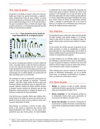 Producción de nueces de nogal	 Manuales FIA de APOYO A LA FORMACIÓN DE RECURSOS HUMANOS PARA LA INNOVACIÓN AGRARIA
74
18.2. Tipos de dardos
En general, si el dardo es mayor a 30 cm es más pro-
bable que broten las yemas terminales y subtermi-
nales, produciendo fruta de buen calibre. La yema
terminal producirá un brote de mejor calidad que la
yema subterminal (Figura 18.1). En el caso de los bro-
tes que no producen fruta, un brote de mayor largo
y grosor producirá, a la temporada siguiente buenos
brotes y fruta de buena calidad.
En cuanto a la poda para obtener un buen calibre de
fruto, una poda liviana y raleo de frutos se relaciona-
rá con una vida útil de dardos de 8 a 10 años, con
mayor producción en las ramas largas y yemas termi-
nales. El número de hojas de hojas está directamente
relacionado con el calibre debido a la producción de
foto asimilados para su crecimiento.
Sin embargo no sólo es importante preocuparse de
la fruta, sino que también es necesario “cosechar
dardos”, vale decir; elegir brotes de buen vigor que
formarán dardos productivos para la siguiente tem-
porada. Además, dardos de mayor tamaño tienden
a producir menor número de amentos que los más
pequeños, disminuyendo la cantidad de polen en el
huerto y la abscisión de flores pistiladas.
Una técnica que se puede utilizar para obtener bro-
tación basal es el anillar las ramas, de manera de no
perder la fruta al cortar la rama y obtener ramas nue-
vas para rejuvenecer el árbol.
Resumiendo, se comienza a formar el árbol, reba-
jamos a dos yemas y esperamos que crezca hasta
aproximadamente tres metros, en este punto des-
puntamos para que tome grosor. Es recomendable
Figura 18.1.20
Vigor productivo de los dardos de
nogal dependiendo de su longitud y grosor
la utilización de un tutor relativamente separado del
tronco para guiar la planta. Eliminar las ramas muy
gruesas o mal ubicadas; en el caso de tener ya los
tamaños adecuados de ramas madres puedo pellizcar
en verano (diciembre) para lograr fortalecer las ramas
que crecen contra el viento. Es importante siempre
cuidar y manejar la penetración de la luz hacia el
tronco y el espacio en la entrehilera para evitar pro-
blemas de emboscamiento posteriores.
18.3. Poda fina
Principalmente para renovación, dejar solo los dardos
de buen tamaño, esto puede alargar 2 a 3 tempo-
radas la vida útil de la rama y se mejora el vigor. Se
puede utilizar poda mecánica para triplicar la veloci-
dad.
En los huertos de semilla, que por lo general son de
edad avanzada, la poda es complicada y costosa,
generalmente son muy emboscados, por lo tanto es
imprescindible mejorar la penetración de luz para au-
mentar el rendimiento de la planta.
La poda mecánica es un método valido en nogales,
sin embargo es necesario tener claras las distancias a
las que se pasará la máquina, mientras mas cerca del
árbol se corte es mejor ya que se cortan más ramas y
no es necesario volver a pasar la podadora.
Otro método para renovar material es hacerlo por
partes en diferentes temporadas, así no se pierde
tanta fruta, se mantiene continuidad en la produc-
ción y se ilumina el centro poco a poco.
18.4. Época de poda
•	 Rebaje: en invierno, la idea es poder observar
claramente el árbol y aprovechar el receso de este
antes de la brotación (Cuadro 18.1).
•	 Ramas completas: lo más temprano posible en
la temporada (hasta enero para aprovechar el
crecimiento de febrero) (Cuadro 18.1).
•	 Ramas mal ubicadas: en invierno o temprano en
la primavera si acaban de brotar, es más barato y
conveniente. Al igual que brotes mellizos (Cuadro
18.1).
20
	 Figura y cuadro reproducidos a partir de la presentación realizada por Carlos Rojas, en el curso de formación continua “Producción,
cosecha y post cosecha de nueces de nogal”, realizado en Santiago el 25 de mayo de 2005.
 