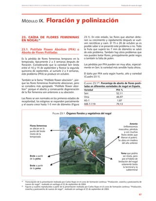 Manuales FIA de APOYO A LA FORMACIÓN DE RECURSOS HUMANOS PARA LA INNOVACIÓN AGRARIA		 Producción de nueces de nogal
87
Módulo IX. Floración y polinización
23. CAÍDA DE FLORES FEMENINAS
EN NOGAL25
23.1. Pistillate Flower Abortion (PFA) o
Aborto de Flores Pistiladas
Es la pérdida de flores femeninas temprano en la
temporada, típicamente 2 a 3 semanas después de
floración. Considerando que la variedad Serr brota
entre el 10 y 15 de septiembre y florece la segunda
quincena de septiembre, al sumarle 2 a 3 semanas,
este problema (PFA) se produce en octubre.
También se le llama “Pistillate flower abscisión”, por-
que las flores femeninas finalmente absicionan, pero
se considera más apropiado “Pistillate flower abor-
tion” porque el aborto y consecuente degeneración
de la flor femenina son anteriores a su abscisión.
Las flores se ven normales en los primeros estados de
receptividad, los estigmas se expanden parcialmente
y el ovario crece hasta 1-5 mm de diámetro (Figura
25
	 Transcripción de la presentación realizada por Carlos Rojas en el curso de formación continua “Producción, cosecha y postcosecha de
nueces de nogal”, realizado en santiago el 22 de septiembre de 2004.
26
	 Figuras y cuadros reproducidos a partir de la presentación realizada por Carlos Rojas en el curso de formación continua “Producción,
cosecha y postcosecha de nueces de nogal”, realizado en santiago el 22 de septiembre de 2004.
23.1). En este estado, las flores que abortan detie-
nen su crecimiento y rápidamente después se vuel-
ven necróticas y caen. El 15 o 20 de octubre ya es
posible saber si se presentó este problema o no. Toda
la fruta que superó los 7 mm de diámetro se salvó
de este problema. También hay otros problemas que
nos pueden botar flores, principalmente peste negra
o también la falta de polen.
Las pérdidas por PFA pueden ser muy altas, especial-
mente en Serr, la variedad más sensible hasta ahora.
El daño por PFA varía según huerto, año y variedad
(Cuadro 23.1).
Cuadro 23.126
. Porcentaje de aborto de flores posti-
ladas en diferentes variedades de nogal en España.
Variedad	 PFA %
Serr	 52,11
Vina	 46,97
AS-1	 1,87
MB-T-119	 79,13
Figura 23.1 .Órganos florales y vegetativos del nogal
Flores femeninas
se ubican en la
punta del brote
mixto de la
temporada
Amento
(inflorescencia
masculina; péndula
y con muchas
flores sésiles que
liberan el polen).
Se ubica en madera
del año anterior
Yema que podría
ser mixta, pero
por el hábito de
brotación del nogal
solamente brota
la terminal y la
subterminal
Brote a partir
de la yema
Brote a partir
de la yema
 
