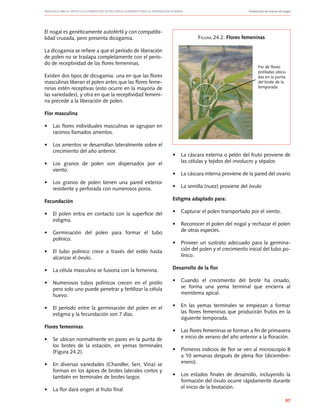 Manuales FIA de APOYO A LA FORMACIÓN DE RECURSOS HUMANOS PARA LA INNOVACIÓN AGRARIA		 Producción de nueces de nogal
97
El nogal es genéticamente autofértil y con compatibi-
lidad cruzada, pero presenta dicogamia.
La dicogamia se refiere a que el período de liberación
de polen no se traslapa completamente con el perío-
do de receptividad de las flores femeninas.
Existen dos tipos de dicogamia: una en que las flores
masculinas liberan el polen antes que las flores feme-
ninas estén receptivas (esto ocurre en la mayoría de
las variedades), y otra en que la receptividad femeni-
na precede a la liberación de polen.
Flor masculina
•	 Las flores individuales masculinas se agrupan en
racimos llamados amentos.
•	 Los amentos se desarrollan lateralmente sobre el
crecimiento del año anterior.
•	 Los granos de polen son dispersados por el
viento.
•	 Los granos de polen tienen una pared exterior
resistente y perforada con numerosos poros.
Fecundación
•	 El polen entra en contacto con la superficie del
estigma.
•	 Germinación del polen para formar el tubo
polínico.
•	 El tubo polínico crece a través del estilo hasta
alcanzar el óvulo.
•	 La célula masculina se fusiona con la femenina.
•	 Numerosos tubos polínicos crecen en el pistilo
pero solo uno puede penetrar y fertilizar la célula
huevo.
•	 El período entre la germinación del polen en el
estigma y la fecundación son 7 días.
Flores femeninas
•	 Se ubican normalmente en pares en la punta de
los brotes de la estación, en yemas terminales
(Figura 24.2).
•	 En diversas variedades (Chandler, Serr, Vina) se
forman en los ápices de brotes laterales cortos y
también en terminales de brotes largos
•	 La flor dará origen al fruto final
•	 La cáscara externa o pelón del fruto proviene de
las células y tejidos del involucro y sépalos
•	 La cáscara interna proviene de la pared del ovario
•	 La semilla (nuez) proviene del óvulo
Estigma adaptado para:
•	 Capturar el polen transportado por el viento.
•	 Reconocer el polen del nogal y rechazar el polen
de otras especies.
•	 Proveer un sustrato adecuado para la germina-
ción del polen y el crecimiento inicial del tubo po-
línico.
Desarrollo de la flor
•	 Cuando el crecimiento del brote ha cesado,
se forma una yema terminal que encierra al
meristema apical.
•	 En las yemas terminales se empiezan a formar
las flores femeninas que producirán frutos en la
siguiente temporada.
•	 Las flores femeninas se forman a fin de primavera
e inicio de verano del año anterior a la floración.
•	 Primeros indicios de flor se ven al microscopio 8
a 10 semanas después de plena flor (diciembre-
enero).
•	 Los estados finales de desarrollo, incluyendo la
formación del óvulo ocurre rápidamente durante
el inicio de la brotación.
Figura 24.2. Flores femeninas
Par de flores
pistiladas ubica-
das en la punta
del brote de la
temporada
 