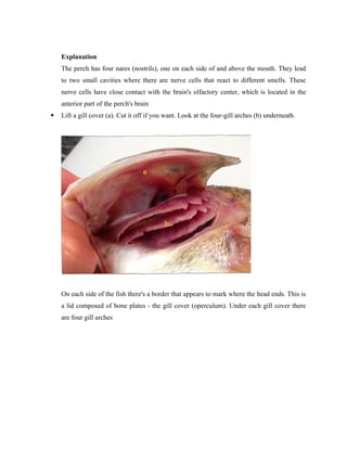 Manual of Fish Biology P.docxhhhghhhnjjo | DOCX