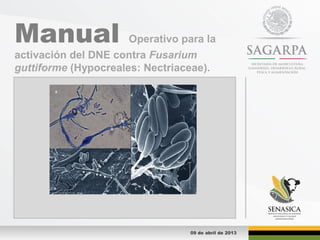 Manual Operativo para la
activación del DNE contra Fusarium
guttiforme (Hypocreales: Nectriaceae).
09 de abril de 2013
 