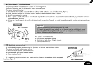 5

     4.2.- Ajuste de la altura y posición del manillar.
     Compruebe que sobre la bicicleta el manillar queda en una posición ergonómica.
     Quizás para conseguirla tenga que actuar sobre la altura y posición del mismo.
     Para ajustar la altura del manillar:
     a.- Afloje el tornillo de apriete de la potencia dándole dos vueltas en sentido contrario al de las manecillas del reloj, (figura 6).
     b.- Golpee ligeramente el tornillo con un mazo de madera o de plástico para desbloquear el cono de la potencia.
     c.- Ajuste la potencia a la altura deseada
     d.- Vuelva a apretar el tornillo verificando que el manillar esté perpendicular a la rueda delantera. No apriete el tornillo exageradamente, se podría romper comprome-
         tiendo seriamente su seguridad.
     e.- Verifique que el tornillo de apriete del manillar esta suficientemente bien apretado efectuando una presión lateral sobre el manillar mientras sujeta la rueda entre las
         piernas.

                      Figura 6
                                                                    IMPORTANTE
                              Marca de inserción mínima             Cerciórese de que la marca de inserción mínima no sea visible.
                                                                    En el caso de que la bicicleta venga equipada con una dirección ahead las posibilidades de regula-
                                                                    ción de altura del manillar son prácticamente nulas por lo que le rogamos que consulte con su dis-
                           Tornillo                                 tribuidor absteniéndose de realizar ninguna operación.
                           de apriete
                           de la
                           potencia                             Para ajustar la posición del manillar:
                               Cono
                                                Tornillo de     a.- Afloje el tornillo de apriete del manillar.
                                                apriete del     b.- Gire el manillar hasta obtener el ángulo deseado.
                                                manillar
                                                                c.- Vuelva a apretar el tornillo.

     4.3.- Ajuste de las manetas de freno.
     Es primordial que las manetas de freno estén en una posición tal que permitan un accionamiento cómodo.                            Figura 7
     Para ajustar la inclinación de las manetas de freno:
     a.- Afloje el tornillo de apriete de la maneta al manillar.
     b.- Gire las manetas hasta obtener el ángulo deseado.
     c.- Vuelva a apretar el tornillo.                                                                                                                          Tornillo de apriete de la maneta


     Si lo que desea es regular la distancia entre la leva de freno y el manillar actúe sobre el tornillo de reglaje de
la palanca, (figura 7).                                                                                                                   Tornillo de regulación de la palanca


                                                                                                                                                                                     ESPAÑOL
 