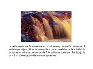 La oxidación del ión ferroso ocurre en principio con y sin acción bacteriana. A
medida que baja el pH, se incrementa la importancia relativa de la actividad de
las bacterias, entre las que destaca la Thiobacillus ferrooxindans. Por debajo de
pH = 3 ‐4, sólo se produce la oxidación bacteriana.
 