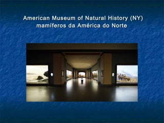 American Museum of Natural History (NY)American Museum of Natural History (NY)
mamíferos da América do Nortemamíferos da América do Norte
 