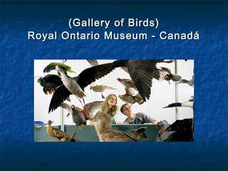 (Gallery of Birds)(Gallery of Birds)
Royal Ontario Museum - CanadáRoyal Ontario Museum - Canadá
 
