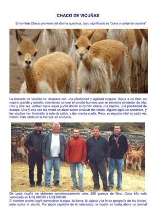 CHACO DE VICUÑAS 
El nombre Chaco proviene del idioma quechua, cuyo significado es "zona o corral de cacería" 
La manada de vicuñas se desplaza con una plasticidad y agilidad singular. Sigue a un líder, un 
macho grande y esbelto, intentando romper el cordón humano que se estrecha alrededor de ella. 
Una y otra vez, enfilan hacia aquel punto donde el cordón ofrece una brecha, una posibilidad de 
escape. Una y otra vez las voces se alzan sobre el ulular del viento, alguien agita un sombrero, y 
las vicuñas ven frustrada la ruta de salida y dan media vuelta. Pero, su espacio vital es cada vez 
menor. Han caído en la trampa: en el chaco. 
De cada vicuña se obtienen aproximadamente unos 250 gramos de fibra. Cada kilo está 
valorizado en US$ 400.00 a US$ 600.00 
El hombre andino logró domesticar la papa, la llama, la alpaca y la feraz geografía de los Andes, 
pero nunca la vicuña. Por algún capricho de la naturaleza, la vicuña es hasta ahora un animal 
 