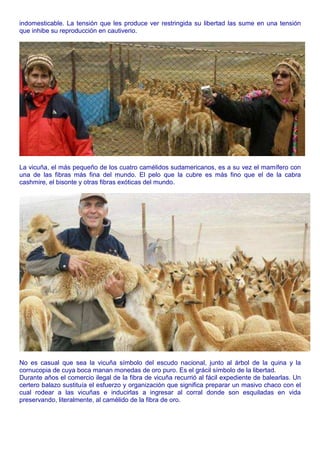 indomesticable. La tensión que les produce ver restringida su libertad las sume en una tensión 
que inhibe su reproducción en cautiverio. 
La vicuña, el más pequeño de los cuatro camélidos sudamericanos, es a su vez el mamífero con 
una de las fibras más fina del mundo. El pelo que la cubre es más fino que el de la cabra 
cashmire, el bisonte y otras fibras exóticas del mundo. 
No es casual que sea la vicuña símbolo del escudo nacional, junto al árbol de la quina y la 
cornucopia de cuya boca manan monedas de oro puro. Es el grácil símbolo de la libertad. 
Durante años el comercio ilegal de la fibra de vicuña recurrió al fácil expediente de balearlas. Un 
certero balazo sustituía el esfuerzo y organización que significa preparar un masivo chaco con el 
cual rodear a las vicuñas e inducirlas a ingresar al corral donde son esquiladas en vida 
preservando, literalmente, al camélido de la fibra de oro. 
 