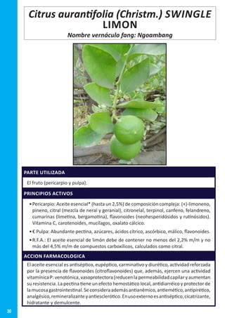 30
Citrus aurantifolia (Christm.) SWINGLE
LIMON
Nombre vernáculo fang: Ngoambang
PARTE UTILIZADA
El fruto (pericarpio y pulpa).
PRINCIPIOS ACTIVOS
•	Pericarpio: Aceite esencial* (hasta un 2,5%) de composición compleja: (+)-limoneno,
pineno, citral (mezcla de neral y geranial), citronelal, terpinol, canfeno, felandreno,
cumarinas (limetina, bergamotina), flavonoides (neohesperidósidos y rutinósidos).
Vitamina C, carotenoides, mucílagos, oxalato cálcico.
•	€ Pulpa: Abundante pectina, azúcares, ácidos cítrico, ascórbico, málico, flavonoides.
•	R.F.A.: El aceite esencial de limón debe de contener no menos del 2,2% m/m y no
más del 4,5% m/m de compuestos carboxílicos, calculados como citral.
ACCION FARMACOLOGICA
El aceite esencial es antiséptico, eupéptico, carminativo y diurético, actividad reforzada
por la presencia de flavonoides (citroflavonoides) que, además, ejercen una actividad
vitamínicaP:venotónica,vasoprotectora(reducenlapermeabilidadcapilaryaumentan
su resistencia. La pectina tiene un efecto hemostático local, antidiarréico y protector de
lamucosagastrointestinal.Seconsideraademásantianémico,antiemético,antipirético,
analgésico,remineralizanteyantiesclerótico.Enusoexternoesantiséptico,cicatrizante,
hidratante y demulcente.
 