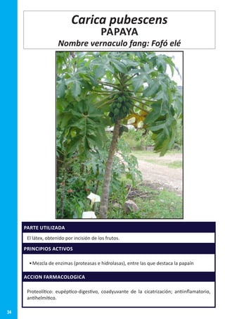 34
PARTE UTILIZADA
El látex, obtenido por incisión de los frutos.
PRINCIPIOS ACTIVOS
•	Mezcla de enzimas (proteasas e hidrolasas), entre las que destaca la papaín
ACCION FARMACOLOGICA
Proteolítico: eupéptico-digestivo, coadyuvante de la cicatrización; antiinflamatorio,
antihelmítico.
Carica pubescens
PAPAYA
Nombre vernaculo fang: Fofó elé
 