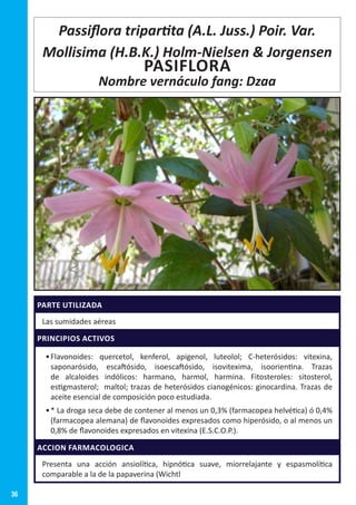 36
PARTE UTILIZADA
Las sumidades aéreas
PRINCIPIOS ACTIVOS
•	Flavonoides: quercetol, kenferol, apigenol, luteolol; C-heterósidos: vitexina,
saponarósido, escaftósido, isoescaftósido, isovitexima, isoorientina. Trazas
de alcaloides indólicos: harmano, harmol, harmina. Fitosteroles: sitosterol,
estigmasterol; maltol; trazas de heterósidos cianogénicos: ginocardina. Trazas de
aceite esencial de composición poco estudiada.
•	* La droga seca debe de contener al menos un 0,3% (farmacopea helvética) ó 0,4%
(farmacopea alemana) de flavonoides expresados como hiperósido, o al menos un
0,8% de flavonoides expresados en vitexina (E.S.C.O.P.).
ACCION FARMACOLOGICA
Presenta una acción ansiolítica, hipnótica suave, miorrelajante y espasmolítica
comparable a la de la papaverina (Wichtl
Passiflora tripartita (A.L. Juss.) Poir. Var.
Mollisima (H.B.K.) Holm-Nielsen  Jorgensen
PASIFLORA
Nombre vernáculo fang: Dzaa
 