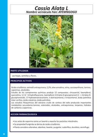 40
PARTE UTILIZADA
Las hojas, semillas y flores.
PRINCIPIOS ACTIVOS
Ácido crisofánico; oximetil antraquinona, 2,2%; aloe-emodina, reína, cassiaxanthone, taninos,
saponinas, alcaloides.
Estudio de los componentes químicos produjo 12 compuestos: chrysoeriol, kaempferol,
quercetina, 5,7,4 ‘-trihydroflavanone, kaempferol-3-O-beta-D-glucopiranosil-(1 - 6)-beta-D-
glucopiranósido, 17-hydrotetratriacontane, n-dotriacontanol, n-triacontanol, ácido palmítico
éster cerílico, ácido esteárico, ácido palmítico.
Los estudios fitoquímicos del extracto crudo de corteza del tallo producido importantes
metabolitos secundarios-taninos, esteroides, alcaloides, antraquinonas, terpenos, hidratos
de carbono y saponinas.
ACCION FARMACOLOGICA
•	Los actos de saponina como un laxante y expulsa los parásitos intestinales.  
•	Su propiedad fungicida se deriva de ácido crisofánico.
•	Planta considera alterativo, abortivo, laxante, purgante, sudorífico, diurético, vermífugo.  
Cassia Alata L
Nombre vernáculo Fan: AYEMNGOGO
 