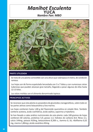 44
PARTE UTILIZADA
Se trata de una planta comestible con una altura que sobrepasa el metro, de condición
ramosa.
Las hojas son de forma espatulada lanceolada con 3 a 7 lobos y con numerosas raíces
tuberosas que pueden alcanzar gran tamaño, llegando a pesar algunas de ellas hasta
12-13 kilos.
Las raíces molidas son el alimento denominado tapioca.
PRINCIPIOS ACTIVOS
Se reconoce que esta planta es poseedora de glucósidos cianogenéticos, sobre todo en
las partes aéreas como lotaustralina y lino marina.
Las hojas contienen hasta 1,80 g del flavonoide quercetina en estado libre. También
contiene acetona, ácido cianhídrico, ácido oxálico, saponina y triptofano.
Se han llevado a cabo análisis nutricionales de esta planta: cada 100 gramos de hojas
contienen 60 calorías, proteínas 5,9, grasas 1,3, hidratos de carbono 8,9, fibras 2,1,
calcio 144mg, potasio 410mg, betacaroteno 8,300 u., tiamina 0, 16, riboflavina 0,32
mg, niacina 1,80mg y ácido ascórbico 83mg.
Manihot Esculenta
YUCA
Nombre Fan: MBO
 