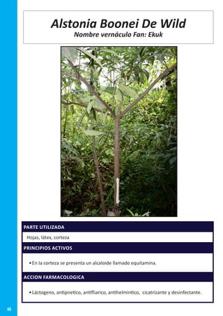 46
PARTE UTILIZADA
Hojas, látex, corteza
PRINCIPIOS ACTIVOS
•	En la corteza se presenta un alcaloide llamado equitamina.
ACCION FARMACOLOGICA
•	Láctogeno, antipiretico, antifliarico, antihelmintico, cicatrizante y desinfectante.
Alstonia Boonei De Wild
Nombre vernáculo Fan: Ekuk
 