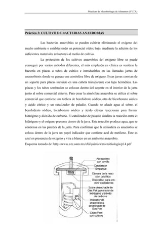 Prácticas de Microbiología de Alimentos (1º ITA)




Práctica 3: CULTIVO DE BACTERIAS ANAEROBIAS

            Las bacterias anaerobias se pueden cultivar eliminando el oxígeno del
medio ambiente o estableciendo un potencial rédox bajo, mediante la adición de los
suficientes materiales reductores al medio de cultivo.
            La protección de los cultivos anaerobios del oxígeno libre se puede
conseguir por varios métodos diferentes, el más empleado en clínica es sembrar la
bacteria en placas o tubos de cultivo e introducirlos en las llamadas jarras de
anaerobiosis donde se genera una atmósfera libre de oxígeno. Estas jarras constan de
un soporte para placas incluido en una cubeta transparente con tapa hermética. Las
placas y los tubos sembrados se colocan dentro del soporte en el interior de la jarra
junto al sobre comercial abierto. Para crear la atmósfera anaerobia se utiliza el sobre
comercial que contiene una tableta de borohidrato sódico, otra de bicarbonato sódico
y ácido cítrico y un catalizador de paladio. Cuando se añade agua al sobre, el
borohidrato sódico, bicarbonato sódico y ácido cítrico reaccionan para formar
hidrógeno y dióxido de carbono. El catalizador de paladio cataliza la reacción entre el
hidrógeno y el oxígeno presente dentro de la jarra. Esta reacción produce agua, que se
condensa en las paredes de la jarra. Para confirmar que la atmósfera es anaerobia se
coloca dentro de la jarra un papel indicador que contiene azul de metileno. Éste es
azul en presencia de oxígeno y vira a blanco en un ambiente anaerobio.
Esquema tomado de :http://www.azc.uam.mx/cbi/quimica/microbiologia/p14.pdf




                                   22
 