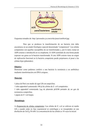 Prácticas de Microbiología de Alimentos (1º ITA)




Esquemas tomados de: http://personales.ya.com/erfac/practi/antibio4.jpg


             Para que se produzca la transformación de un bacteria ésta debe
encontrarse en un estado fisiológico especial denominado "competencia". Las células
competentes son aquellas susceptibles de ser transformadas y, por lo tanto, tomar un
ADN externo e introducirlo en su citoplasma. El ADN asimilado de esta forma puede
expresar sus genes en la bacteria transformada. Si este ADN externo tiene un origen
de replicación funcional en la bacteria competente puede perpetuarse al pasar a las
células hijas (plásmidos).


Objetivo
Demostrar como podemos conferir a una bacteria la resistencia a un antibiótico
mediante transformación con DNA exógeno.


Material:

1 placa de Petri con medio de agar LB con ampicilina.
1 tubo eppendorf conteniendo 100 µl de células de E. coli competentes.
1 tubo eppendorf conteniendo 1µg de plásmido pGEMt portador de un gen de
resistencia a ampicilina.
1 pipeta de 0´1 ml limpia.


Metodología

A.-Preparación de células competentes: Las células de E. coli se cultivan en medio
LB y cuando están en fase exponencial se centrifugan y se resuspenden en una
disolución de CaCl2 50 mM. La concentración de las células es 10 veces la inicial.




                                 32
 