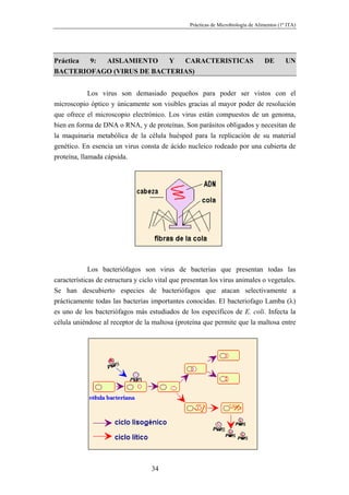 Prácticas de Microbiología de Alimentos (1º ITA)




Práctica     9:    AISLAMIENTO            Y     CARACTERISTICAS                    DE        UN
BACTERIOFAGO (VIRUS DE BACTERIAS)


             Los virus son demasiado pequeños para poder ser vistos con el
microscopio óptico y únicamente son visibles gracias al mayor poder de resolución
que ofrece el microscopio electrónico. Los virus están compuestos de un genoma,
bien en forma de DNA o RNA, y de proteínas. Son parásitos obligados y necesitan de
la maquinaria metabólica de la célula huésped para la replicación de su material
genético. En esencia un virus consta de ácido nucleico rodeado por una cubierta de
proteína, llamada cápsida.




             Los bacteriófagos son virus de bacterias que presentan todas las
características de estructura y ciclo vital que presentan los virus animales o vegetales.
Se han descubierto especies de bacteriófagos que atacan selectivamente a
prácticamente todas las bacterias importantes conocidas. El bacteriofago Lamba (λ)
es uno de los bacteriófagos más estudiados de los específicos de E. coli. Infecta la
célula uniéndose al receptor de la maltosa (proteína que permite que la maltosa entre




                                   34
 