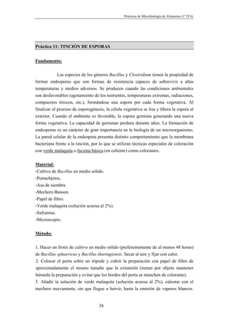 Prácticas de Microbiología de Alimentos (1º ITA)




Práctica 11: TINCIÓN DE ESPORAS


Fundamento:

             Las especies de los géneros Bacillus y Clostridium tienen la propiedad de
formar endosporas que son formas de resistencia capaces de sobrevivir a altas
temperaturas y medios adversos. Se producen cuando las condiciones ambientales
son desfavorables (agotamiento de los nutrientes, temperaturas extremas, radiaciones,
compuestos tóxicos, etc.), formándose una espora por cada forma vegetativa. Al
finalizar el proceso de esporogénesis, la célula vegetativa se lisa y libera la espora al
exterior. Cuando el ambiente es favorable, la espora germina generando una nueva
forma vegetativa. La capacidad de germinar perdura durante años. La formación de
endosporas es un carácter de gran importancia en la biología de un microorganismo.
La pared celular de la endospora presenta distinto comportamiento que la membrana
bacteriana frente a la tinción, por lo que se utilizan técnicas especiales de coloración
con verde malaquita o fucsina básica (en caliente) como colorantes.


Material:
-Cultivo de Bacillus en medio sólido.
-Portaobjetos.
-Asa de siembra.
-Mechero Bunsen.
-Papel de filtro.
-Verde malaquita (solución acuosa al 2%).
-Safranina.
-Microscopio.


Método:

1. Hacer un frotis de cultivo en medio sólido (preferentemente de al menos 48 horas)
de Bacillus sphaericus y Bacillus thuringiensis. Secar al aire y fijar con calor.
2. Colocar el porta sobre un trípode y cubrir la preparación con papel de filtro de
aproximadamente el mismo tamaño que la extensión (tienen por objeto mantener
húmeda la preparación y evitar que los bordes del porta se manchen de colorante).
3. Añadir la solución de verde malaquita (solución acuosa al 2%), calentar con el
mechero nuevamente, sin que llegue a hervir, hasta la emisión de vapores blancos.


                                   38
 