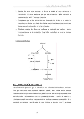 Prácticas de Microbiología de Alimentos (1º ITA)



   2. Incubar los dos tubos durante 16 horas a 46-48 °C para favorecer el
       crecimiento de estas bacterias, ya que son termófilas. Nota: también se
       pueden incubar a 37 °C durante 24 horas.
   3. Comprobar que se ha producido una fermentación láctica si la leche ha
       coagulado en el tubo inoculado. En el tubo control no inoculado se mantienen
       las características iniciales: la leche es líquida.
   4. Mediante tinción de Gram se confirma la presencia de bacilos y cocos
       responsables de la fermentación. En el tubo control no se observa ninguna
       bacteria.


   Fermentación láctica




16-A PREPARACIÓN DE CERVEZA
La cerveza es el producto que se obtiene de una fermentación alcohólica llevada a
cabo por levaduras sobre distintos cereales: cebada, maíz, arroz. Estos cereales
contienen almidón que no es fermentable por levaduras, por lo que previamente debe
ser hidrolizado a azúcares más sencillos: glucosa y maltosa. La harina de malta es la
cebada germinada y contiene gran cantidad de amilasas, enzimas responsables de la
hidrólisis del almidón. La activación de estas enzimas se produce a 75 °C, actuando




                                    58
 