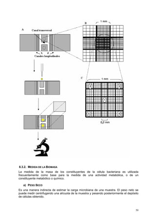 8.3.2. MEDIDA DE LA BIOMASA
La medida de la masa de los constituyentes de la célula bacteriana es utilizada
frecuentemente como base para la medida de una actividad metabólica, o de un
constituyente metabólico o químico.

   a) PESO SECO
Es una manera indirecta de estimar la carga microbiana de una muestra. El peso neto se
puede medir centrifugando una alícuota de la muestra y pesando posteriormente el depósito
de células obtenido.



                                                                                       50
 