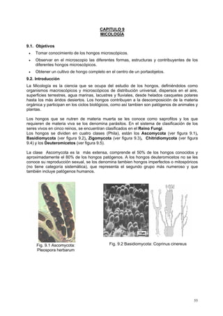 CAPITULO 9
                                       MICOLOGÍA

9.1. Objetivos
 •   Tomar conocimiento de los hongos microscópicos.
 •   Observar en el microscopio las diferentes formas, estructuras y contribuyentes de los
     diferentes hongos microscópicos.
 •   Obtener un cultivo de hongo completo en el centro de un portaobjetos.
9.2. Introducción
La Micología es la ciencia que se ocupa del estudio de los hongos, definiéndolos como
organismos macroscópicos y microscópicos de distribución universal, dispersos en el aire,
superficies terrestres, agua marinas, lacustres y fluviales, desde helados casquetes polares
hasta los más áridos desiertos. Los hongos contribuyen a la descomposición de la materia
orgánica y participan en los ciclos biológicos, como así tambien son patógenos de animales y
plantas.

Los hongos que se nutren de materia muerta se les conoce como saprofitos y los que
requieren de materia viva se los denomina parásitos. En el sistema de clasificación de los
seres vivos en cinco reinos, se encuentran clasificados en el Reino Fungi.
Los hongos se dividen en cuatro clases (Phila), están los Ascomycota (ver figura 9.1),
Basidiomycota (ver figura 9.2), Zigomycota (ver figura 9.3), Chitridiomycota (ver figura
9.4) y los Deuteromicetos (ver figura 9.5).

La clase Ascomycota es la más extensa, comprende el 50% de los hongos conocidos y
aproximadamente el 80% de los hongos patógenos. A los hongos deuteromicetos no se les
conoce su reproducción sexual, se los denomina tambien hongos imperfectos o mitospóricos
(no tiene categoría sistemática), que representa el segundo grupo más numeroso y que
también incluye patógenos humanos.




     Fig. 9.1 Ascomycota:                   Fig. 9.2 Basidiomycota: Coprinus cinereus
     Pleospora herbarum




                                                                                         55
 