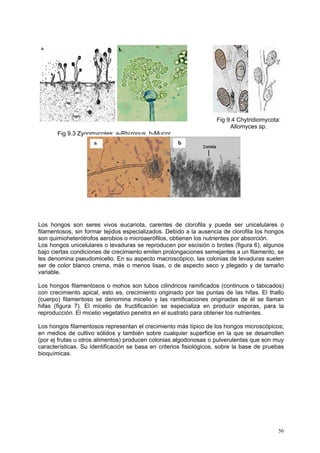Fig 9.4 Chytridiomycota:
                                                                         Allomyces sp.
       Fig 9.3 Zygomycotes: a-Rhizopus, b-Mucor




Los hongos son seres vivos eucariota, carentes de clorofila y puede ser unicelulares o
filamentosos, sin formar tejidos especializados. Debido a la ausencia de clorofila los hongos
son quimioheterótrofos aerobios o microaerófilos, obtienen los nutrientes por absorción.
Los hongos unicelulares o levaduras se reproducen por escisión o brotes (figura 6), algunos
bajo ciertas condiciones de crecimiento emiten prolongaciones semejantes a un filamento, se
les denomina pseudomicelio. En su aspecto macroscópico, las colonias de levaduras suelen
ser de color blanco crema, más o menos lisas, o de aspecto seco y plegado y de tamaño
variable.

Los hongos filamentosos o mohos son tubos cilindricos ramificados (continuos o tabicados)
con crecimiento apical, esto es, crecimiento originado por las puntas de las hifas. El thallo
(cuerpo) filamentoso se denomina micelio y las ramificaciones originadas de él se llaman
hifas (figura 7). El micelio de fructificación se especializa en producir esporas, para la
reproducción. El micelio vegetativo penetra en el sustrato para obtener los nutrientes.

Los hongos filamentosos representan el crecimiento más típico de los hongos microscópicos;
en medios de cultivo sólidos y también sobre cualquier superficie en la que se desarrollen
(por ej frutas u otros alimentos) producen colonias algodonosas o pulverulentas que son muy
características. Su identificación se basa en criterios fisiológicos, sobre la base de pruebas
bioquímicas.




                                                                                           56
 