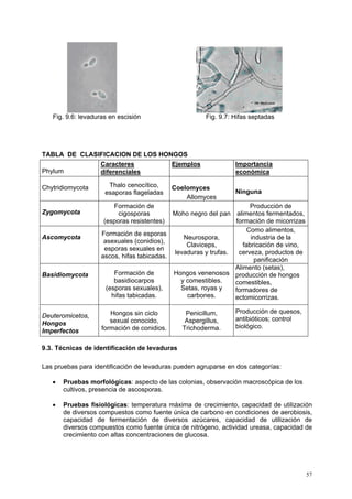 Fig. 9.6: levaduras en escisión                     Fig. 9.7: Hifas septadas




TABLA DE CLASIFICACION DE LOS HONGOS
              Caracteres         Ejemplos                        Importancia
Phylum        diferenciales                                      económica

Chytridiomycota       Thalo cenocítico,      Coelomyces
                     esaporas flageladas                         Ninguna
                                                 Allomyces
                       Formación de                                   Producción de
Zygomycota               cigosporas         Moho negro del pan alimentos fermentados,
                    (esporas resistentes)                       formación de micorrizas
                                                                     Como alimentos,
                    Formación de esporas
Ascomycota                                     Neurospora,            industria de la
                     asexuales (conidios),
                                                Claviceps,         fabricación de vino,
                     esporas sexuales en
                                            levaduras y trufas.  cerveza, productos de
                    ascos, hifas tabicadas.
                                                                       panificación
                                                                Alimento (setas),
Basidiomycota            Formación de       Hongos venenosos producción de hongos
                         basidiocarpos        y comestibles.    comestibles,
                      (esporas sexuales),     Setas, royas y    formadores de
                        hifas tabicadas.        carbones.       ectomicorrizas.

                       Hongos sin ciclo          Penicillum,     Producción de quesos,
Deuteromicetos,                                                  antibióticos; control
Hongos                 sexual conocido,          Aspergillus,
                    formación de conidios.      Trichoderma.     biológico.
Imperfectos

9.3. Técnicas de identificación de levaduras

Las pruebas para identificación de levaduras pueden agruparse en dos categorías:

   •   Pruebas morfológicas: aspecto de las colonias, observación macroscópica de los
       cultivos, presencia de ascosporas.

   •   Pruebas fisiológicas: temperatura máxima de crecimiento, capacidad de utilización
       de diversos compuestos como fuente única de carbono en condiciones de aerobiosis,
       capacidad de fermentación de diversos azúcares, capacidad de utilización de
       diversos compuestos como fuente única de nitrógeno, actividad ureasa, capacidad de
       crecimiento con altas concentraciones de glucosa.




                                                                                          57
 